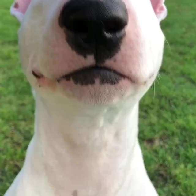 Miniatur Bull Terrier-Beitrag-Bild