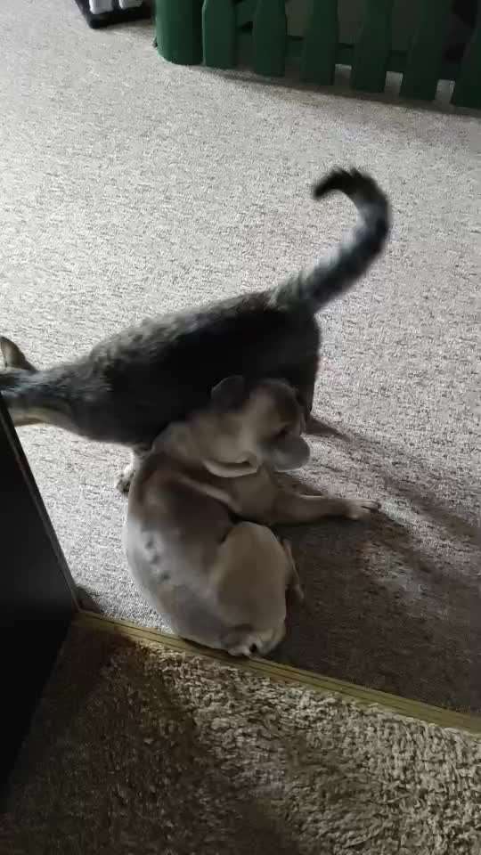 Hund und Katze zusammenführen-Beitrag-Bild