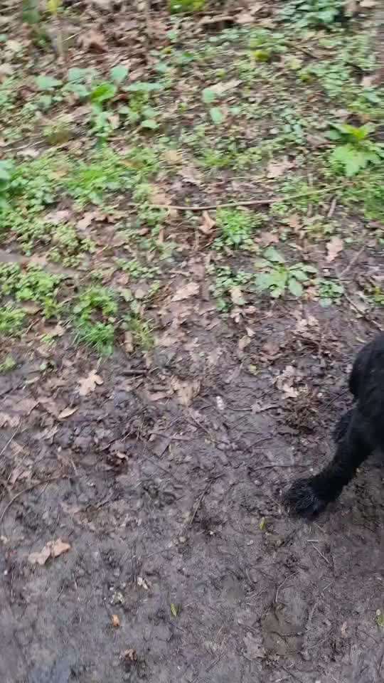 Wo sind die Riesenschnauzer?-Beitrag-Bild