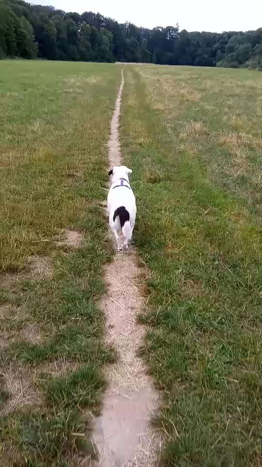 51. Video challenge - Dein Hund beim Spaziergang-Beitrag-Bild