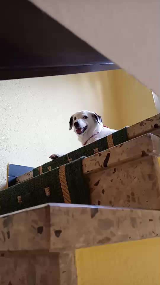 Handy Video Challenge Nr. 39- Bellen u.s.w.-Beitrag-Bild