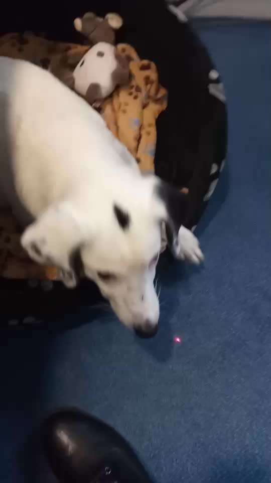 55. Video Challange: lustiges Video/Lieblingsvideo-Beitrag-Bild