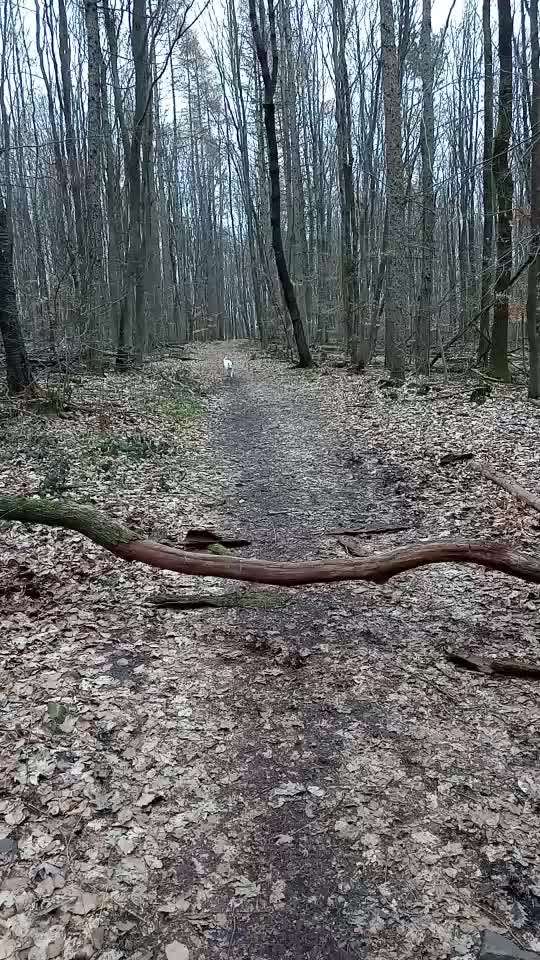 Handy Video Challenge Nr. 38 - Drüber springen-Beitrag-Bild