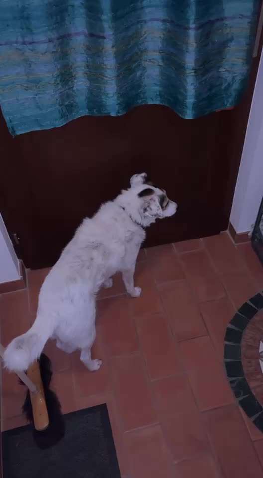 Meine Hündin braucht soo viel Auslauf!-Beitrag-Bild