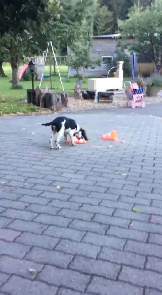 Video-Challenge Nr. 7 
Dein Hund mit Spielzeug-Beitrag-Bild