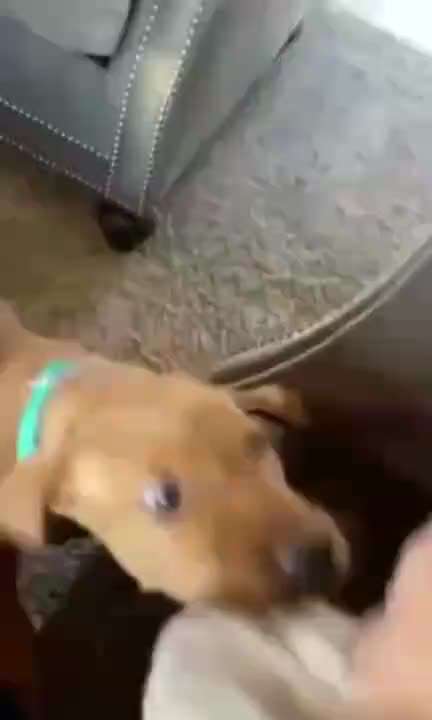 Hier ist der Spaßthread. Zum Schmunzeln und Kaputtlachen-Beitrag-Bild