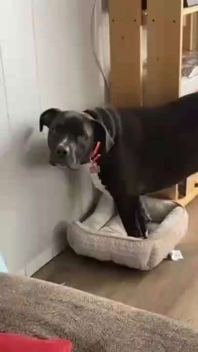 Hier ist der Spaßthread. Zum Schmunzeln und Kaputtlachen-Beitrag-Bild