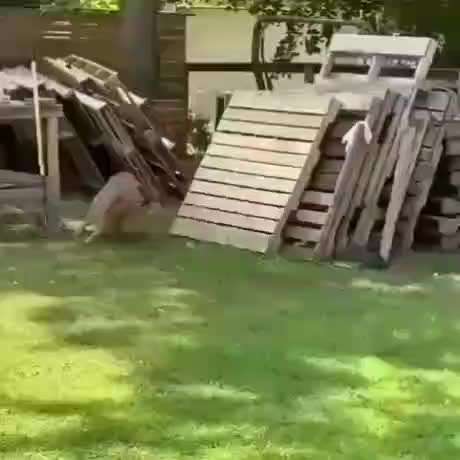 Hier ist der Spaßthread. Zum Schmunzeln und Kaputtlachen-Beitrag-Bild