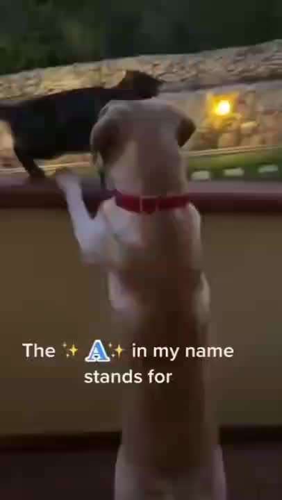 Hier ist der Spaßthread. Zum Schmunzeln und Kaputtlachen-Beitrag-Bild