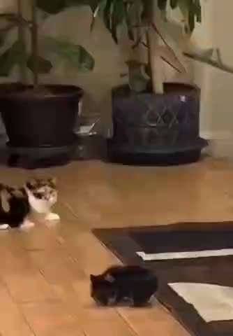 Hier ist der Spaßthread. Zum Schmunzeln und Kaputtlachen-Beitrag-Bild