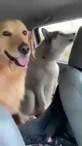 Hier ist der Spaßthread. Zum Schmunzeln und Kaputtlachen-Beitrag-Bild