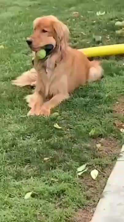 Hier ist der Spaßthread. Zum Schmunzeln und Kaputtlachen-Beitrag-Bild