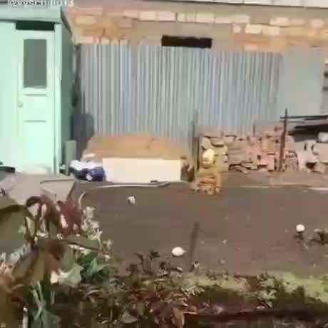 Hier ist der Spaßthread. Zum Schmunzeln und Kaputtlachen-Beitrag-Bild