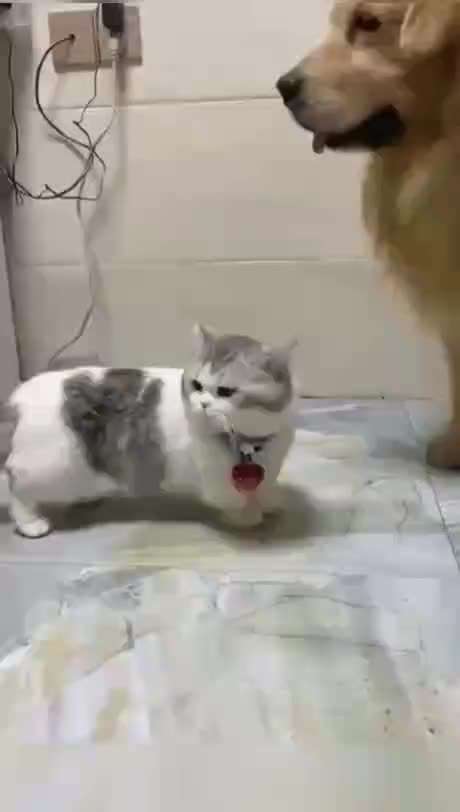 Hier ist der Spaßthread. Zum Schmunzeln und Kaputtlachen-Beitrag-Bild