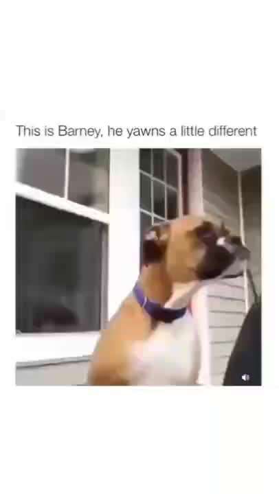 Hier ist der Spaßthread. Zum Schmunzeln und Kaputtlachen-Beitrag-Bild