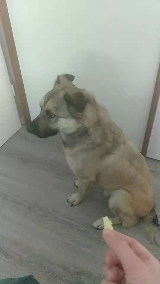 Hier ist der Spaßthread. Zum Schmunzeln und Kaputtlachen-Beitrag-Bild