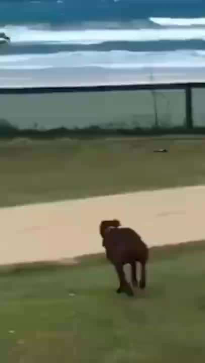 Hier ist der Spaßthread. Zum Schmunzeln und Kaputtlachen-Beitrag-Bild