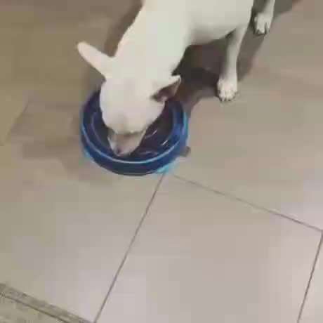 Hier ist der Spaßthread. Zum Schmunzeln und Kaputtlachen-Beitrag-Bild