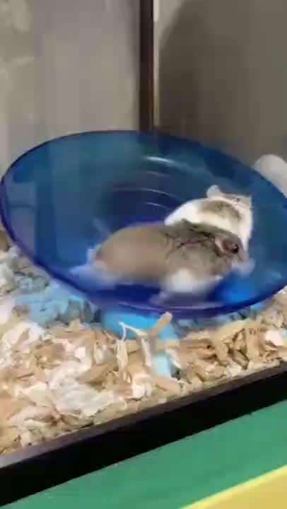 Hier ist der Spaßthread. Zum Schmunzeln und Kaputtlachen-Beitrag-Bild