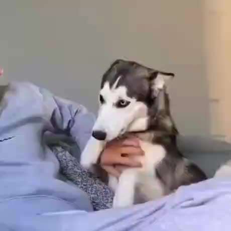 Hier ist der Spaßthread. Zum Schmunzeln und Kaputtlachen-Beitrag-Bild