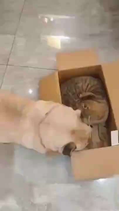 Hier ist der Spaßthread. Zum Schmunzeln und Kaputtlachen-Beitrag-Bild