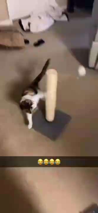 Hier ist der Spaßthread. Zum Schmunzeln und Kaputtlachen-Beitrag-Bild