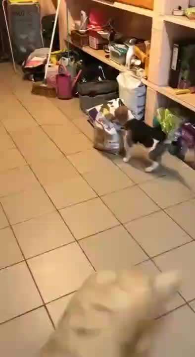 Hier ist der Spaßthread. Zum Schmunzeln und Kaputtlachen-Beitrag-Bild