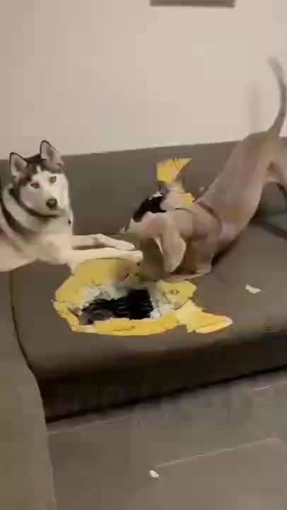 Hier ist der Spaßthread. Zum Schmunzeln und Kaputtlachen-Beitrag-Bild