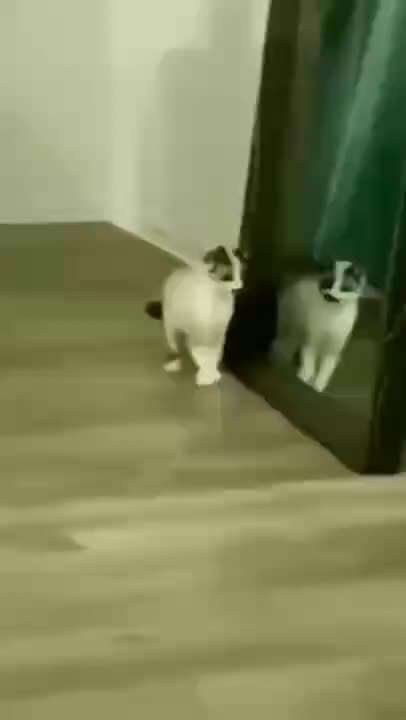 Hier ist der Spaßthread. Zum Schmunzeln und Kaputtlachen-Beitrag-Bild