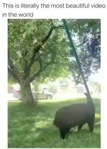 Hier ist der Spaßthread. Zum Schmunzeln und Kaputtlachen-Beitrag-Bild