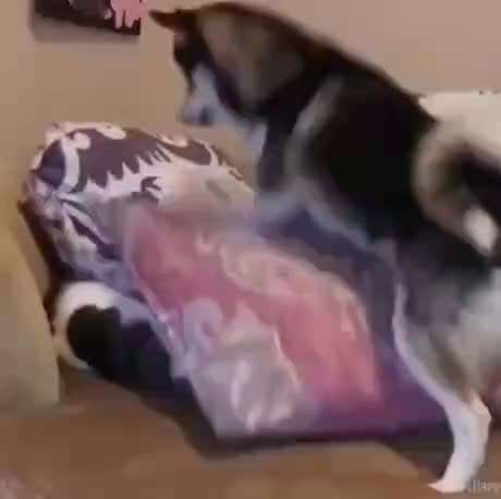 Hier ist der Spaßthread. Zum Schmunzeln und Kaputtlachen-Beitrag-Bild