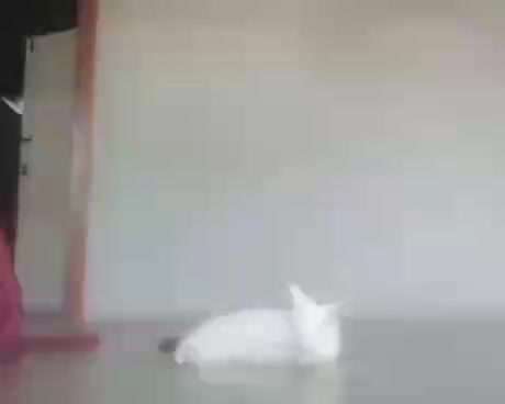 Hier ist der Spaßthread. Zum Schmunzeln und Kaputtlachen-Beitrag-Bild