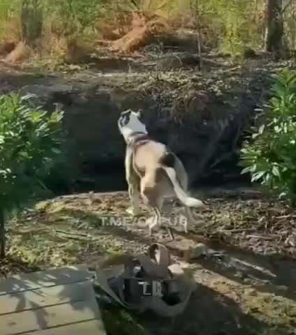 Hier ist der Spaßthread. Zum Schmunzeln und Kaputtlachen-Beitrag-Bild