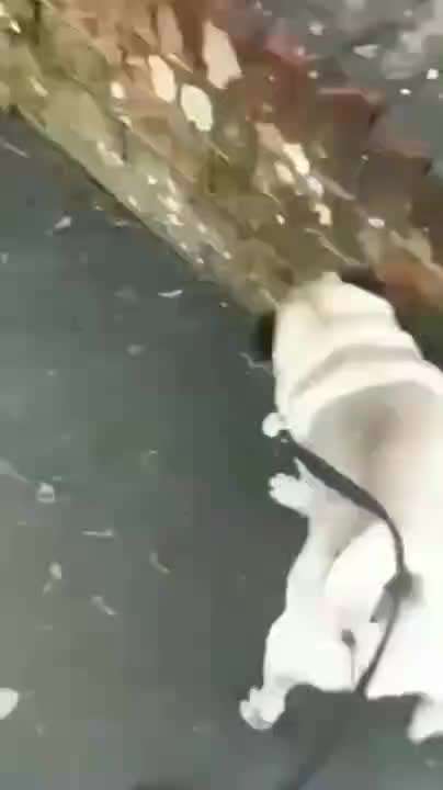 Hier ist der Spaßthread. Zum Schmunzeln und Kaputtlachen-Beitrag-Bild