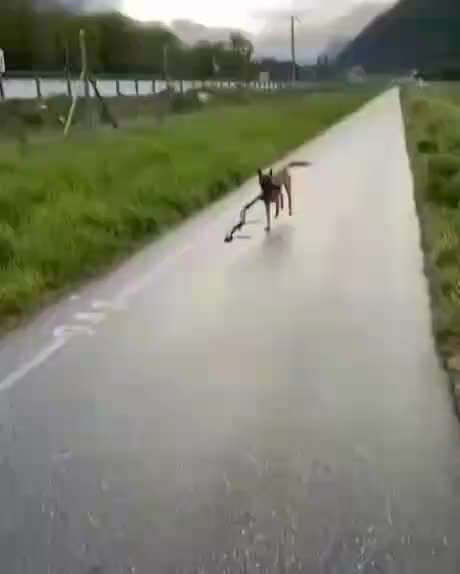 Hier ist der Spaßthread. Zum Schmunzeln und Kaputtlachen-Beitrag-Bild