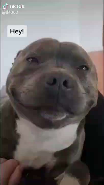 Hier ist der Spaßthread. Zum Schmunzeln und Kaputtlachen-Beitrag-Bild