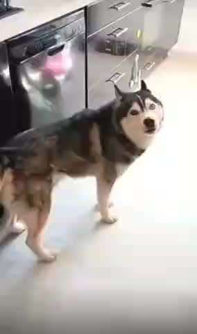 Hier ist der Spaßthread. Zum Schmunzeln und Kaputtlachen-Beitrag-Bild