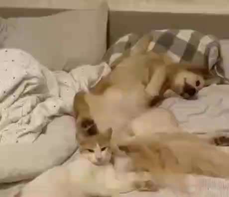 Hier ist der Spaßthread. Zum Schmunzeln und Kaputtlachen-Beitrag-Bild