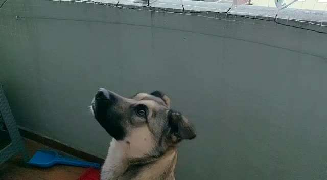 Zeigt hier Euer liebstes Video Eurer Hunde-Beitrag-Bild