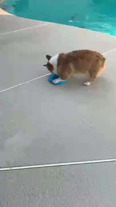 Hier ist der Spaßthread. Zum Schmunzeln und Kaputtlachen-Beitrag-Bild