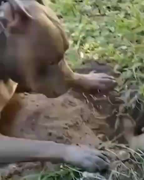 Hier ist der Spaßthread. Zum Schmunzeln und Kaputtlachen-Beitrag-Bild