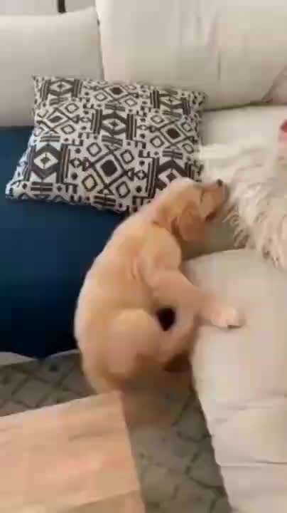 Hier ist der Spaßthread. Zum Schmunzeln und Kaputtlachen-Beitrag-Bild