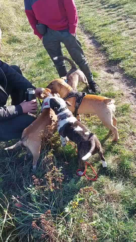 Miniatur Bull Terrier-Beitrag-Bild
