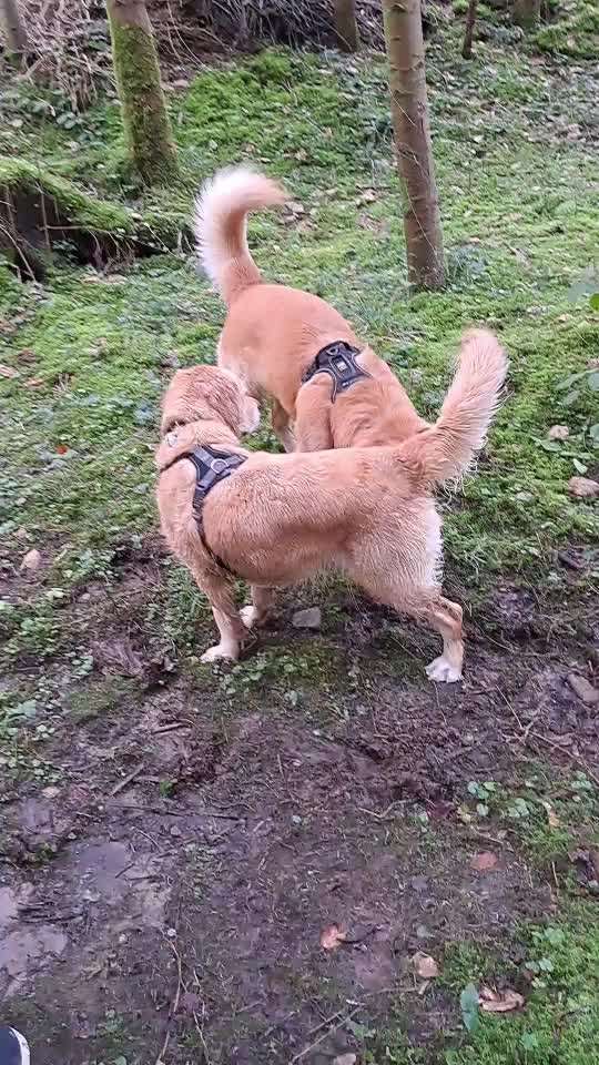 Geschirr anziehen-Beitrag-Bild