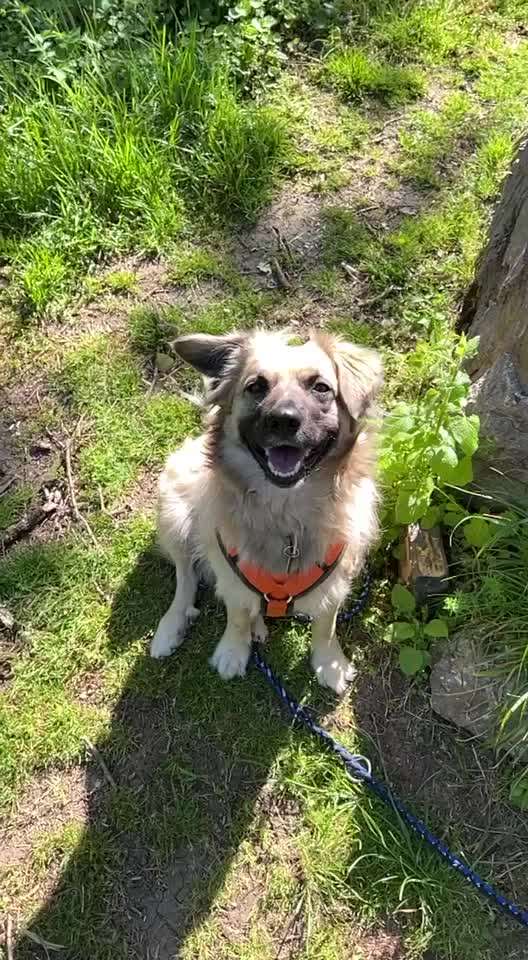 42. Handy Video Challenge-Beitrag-Bild