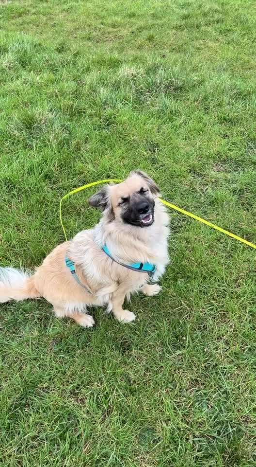 Hundesport?-Beitrag-Bild