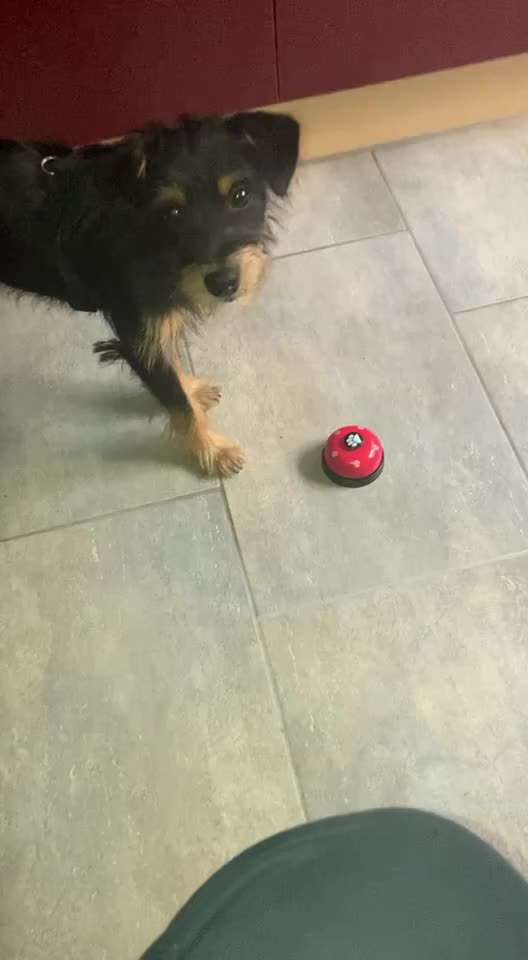 Trickdogging-Beitrag-Bild