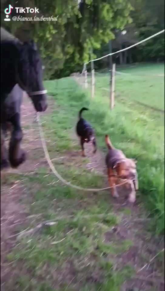 Zeigt hier Euer liebstes Video Eurer Hunde-Beitrag-Bild