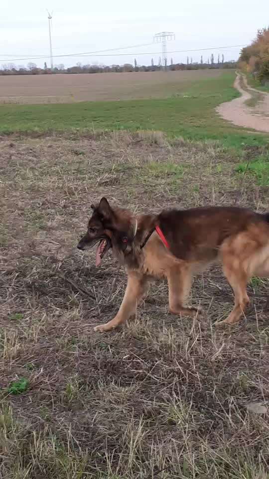 Video Challenge Nr. 12
Ein glücklicher Hund-Beitrag-Bild