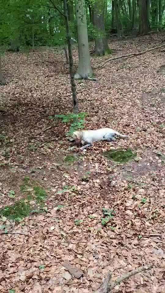 Massives putzen und kratzen-Beitrag-Bild